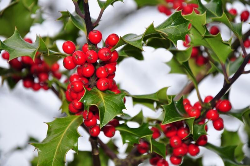 Remembering "The Holly Man" of Milton; Annual Festival This Weekend